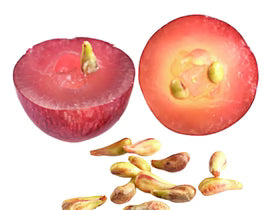 Grape Seed Extract